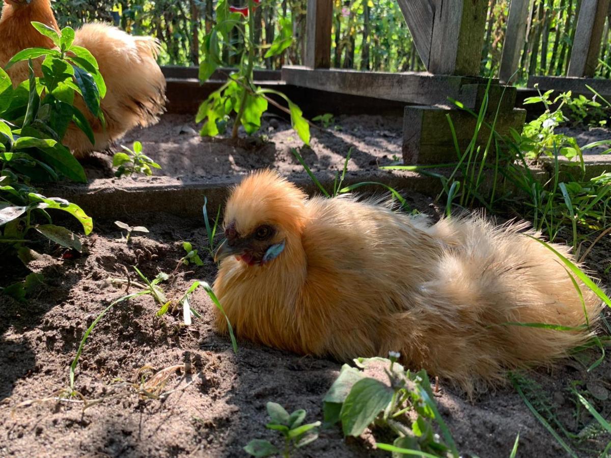 De Akker, Unieke Overnachting In Pipowagens! Ommeren Esterno foto